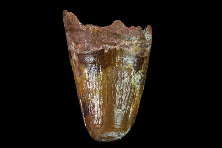 Cretaceous Fossil Crocodile Tooth - Morocco #140539